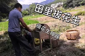 农村拔花生：有个神器一打就脱落，好用又方便