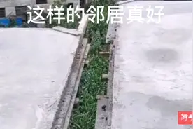 农村盖房讲究青龙白虎，邻居盖房主动比东户矮一砖，邻里情变更好视频封面