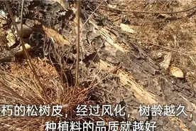 松树皮可以用来种植花草，是一种非常好的植料，你认识吗？去看看视频封面
