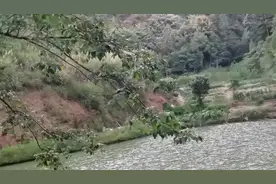 农民大哥讲述，体弱多病的小猪怎么处理，要是活活处理你忍心吗