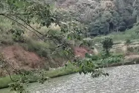 农民大哥讲述，体弱多病的小猪怎么处理，要是活活处理你忍心吗