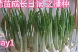 蒜苗成长日记之第一天（播种）视频封面