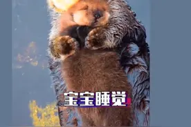 海獭宝宝躺在妈妈身上睡觉和撒娇，为什么海獭母子不会沉下去？#上西瓜看知识 @西瓜视频 视频封面