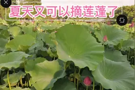 在武汉我发现了好玩的地方，夏天可以摘莲蓬，又到吃莲蓬的季节了