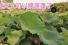 在武汉我发现了好玩的地方，夏天可以摘莲蓬，又到吃莲蓬的季节了