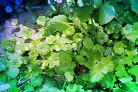 它真的很像香菜，可是它不是的，猜猜看，它叫什么名字视频封面