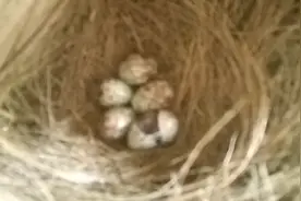 四喜人工繁殖第二窝，已出壳视频封面