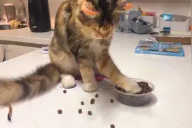 怎么才能让猫咪改掉用手吃饭的毛病？揍一顿会不会好点？视频封面