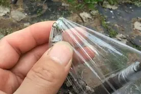 嫁接月季后遇到砧木伤流怎么处理，看看我怎么操作视频封面