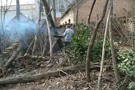 农村大叔杀树有经验，周围都是房子，看看他是怎么把树锯倒的视频封面