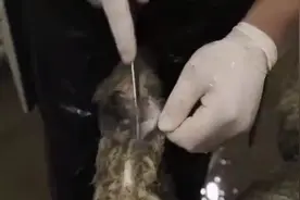 如何给羔羊剥皮？胡子大哥全程分解10分钟，一看手法就知是高手！
