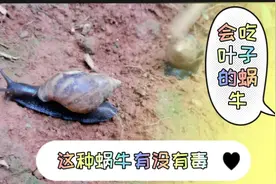 雨天过后，院子里出来了许多蜗牛，孩子说有毒，不知道有没有