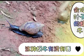 雨天过后，院子里出来了许多蜗牛，孩子说有毒，不知道有没有