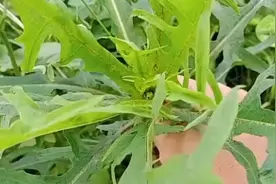 有清热解毒、消炎杀菌功效的野菜。(野苦麦菜)