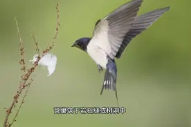 这只燕子飞行速度达到300公里每小时，都快赶上高铁了视频封面
