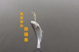 路亚野钓翘嘴鱼，降温天气不好钓鱼？钓友贴底作钓就能钓获大鱼