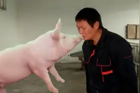 被母猪压到的小猪，要及时抢救，春哥教你给它“人工呼吸”视频封面