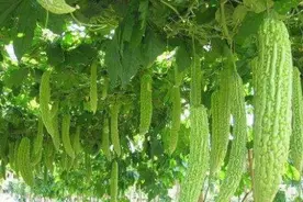 四川:老爸栽了2棵苦瓜苗，10块钱一棵，一棵能结200斤苦瓜视频封面