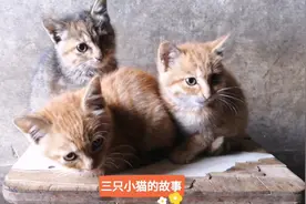 猫妈妈生了三只小猫，一个来月时猫妈妈就离开它们了，实在是可怜视频封面