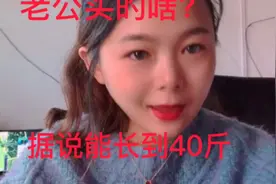 毛毛老公买的啥？据说能长到40斤！不知道能不能养的活？