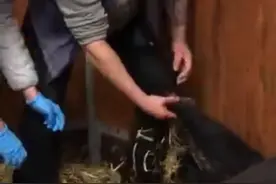 今天是负责接生的穆勒🐎~视频封面