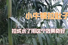 牛犊拉肚子怎么用药都没效果，用这个叶子，效果奇好……视频封面
