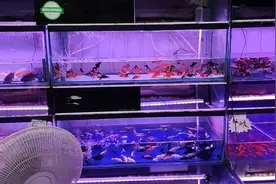 血鹦鹉如何快速增红？我来教您视频封面