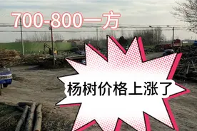 今天来到树木收购点看一下杨树价格，听一下多少钱方