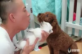 主人教赛文的孩子学狼叫，小狗和泰迪都学会了，哈士奇附体了