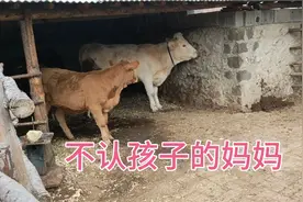 这小牛有点惨，有一个没有母爱的牛妈妈，对小牛又顶又踹视频封面