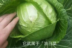农村包心菜分为2种，小伙子教分别哪种白菜好吃，你知道吗？视频封面