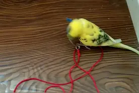 坏坏的铲屎官给鹦鹉脖子套个绳子，百般刁难鹦鹉还是那么粘人视频封面