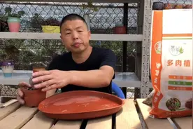 多肉烂根还能活，给它一刀，蹭蹭长满盆！