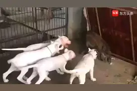 出结果了！千斤重的野猪大战东北虎，东北虎被打成奄奄一息视频封面