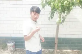 农村这种果树好吃又好卖，树上的胶居然可以这么用，一起看一下！视频封面