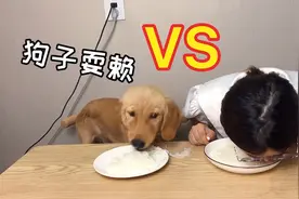 主人和金毛比赛吃螺丝粉，狗狗全程耍赖，狗：太难吃了视频封面