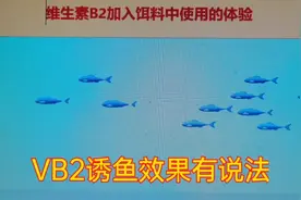 维生素B2诱鱼效果究竟如何？老钓鱼人有用过的经历和答案视频封面