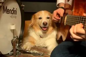 最佳拍档，金毛犬为主人打鼓伴奏，节奏把握的真准