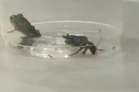 饿了一个星期的蟑螂，和一只小青蛙关在一起，会发生什么呢？视频封面