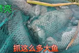 上海这条野河里，怎么有这么多大鲤鱼，很多人都在抓视频封面