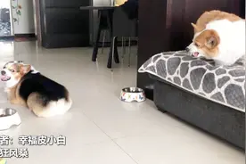柯基吵架灵魂配音完整版！哈哈哈笑得眼泪都出来了视频封面