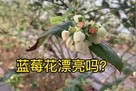 汉中大棚蓝莓己开花，一亩能挣5万多，提前抢占市场很重要视频封面