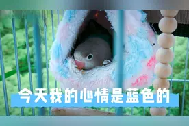 告诉你鹦鹉是如何吃醋的「激萌奖金」