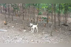 养鸡的地方寸草不生。这是为什么呢？视频封面