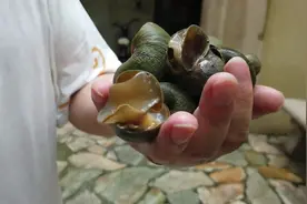 萌爸河边活捉福寿螺，是为了吃吗？原来放到鱼池里还有这种作用视频封面