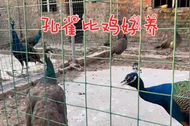 河南90后小伙放弃高薪工作，投资100000元养孔雀，一年能赚多少？视频封面