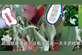 小洁妈妈突然发现家里栀子花长白色东西像发霉，枯萎了，愁死她了