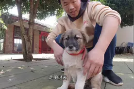 拍狗狗视频快半年简单介绍下，望大家多多支持