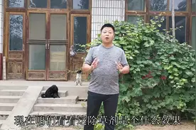 农村小伙院里打上除草剂是什么效果？不说了就等着表弟来帮拔草了视频封面