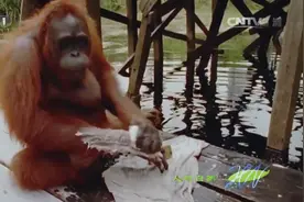 猩猩被人类抚养长大，它们模仿学习人类动作，做出与人类相同举动视频封面